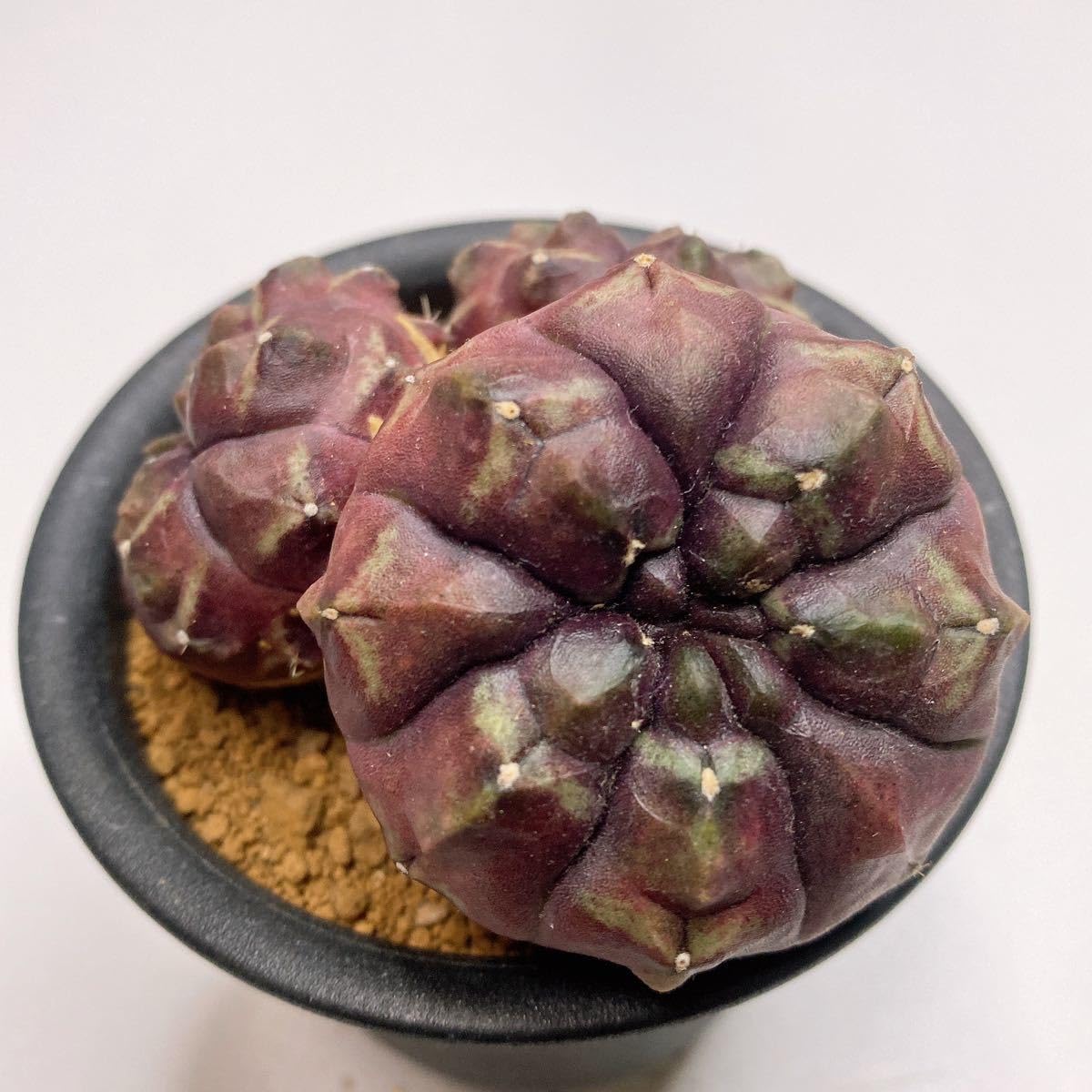 Amazon.co.jp: 3頭DAYDREAM！ビッグサイズ！多肉植物 サボテン